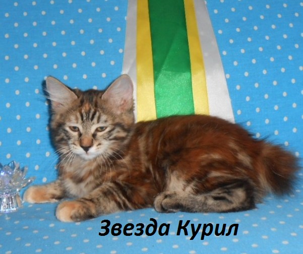 ���������� �������. ��������