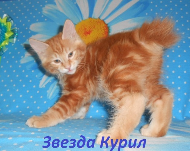 ���������� �������. ��������