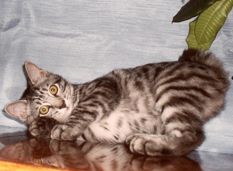 ���������� �������. ��������