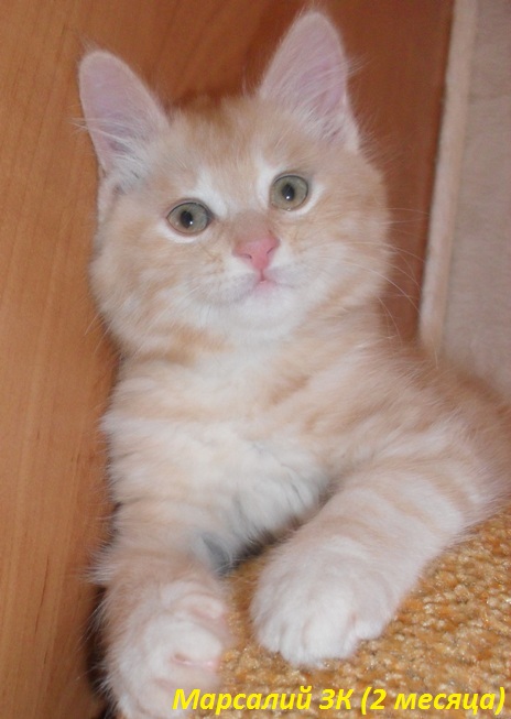 ���������� �������. ��������