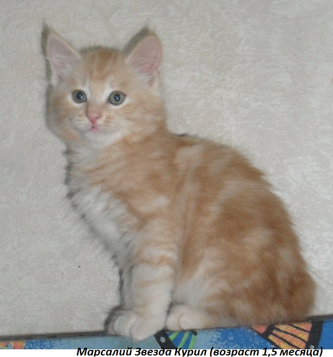 ���������� �������. ��������