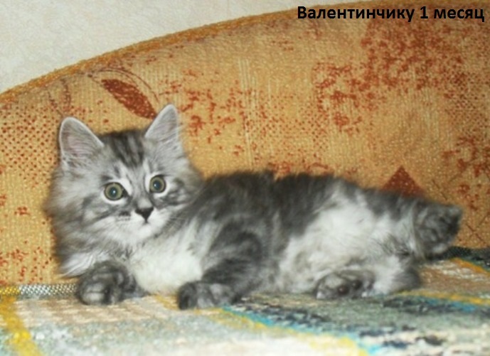 ���������� �������. ��������