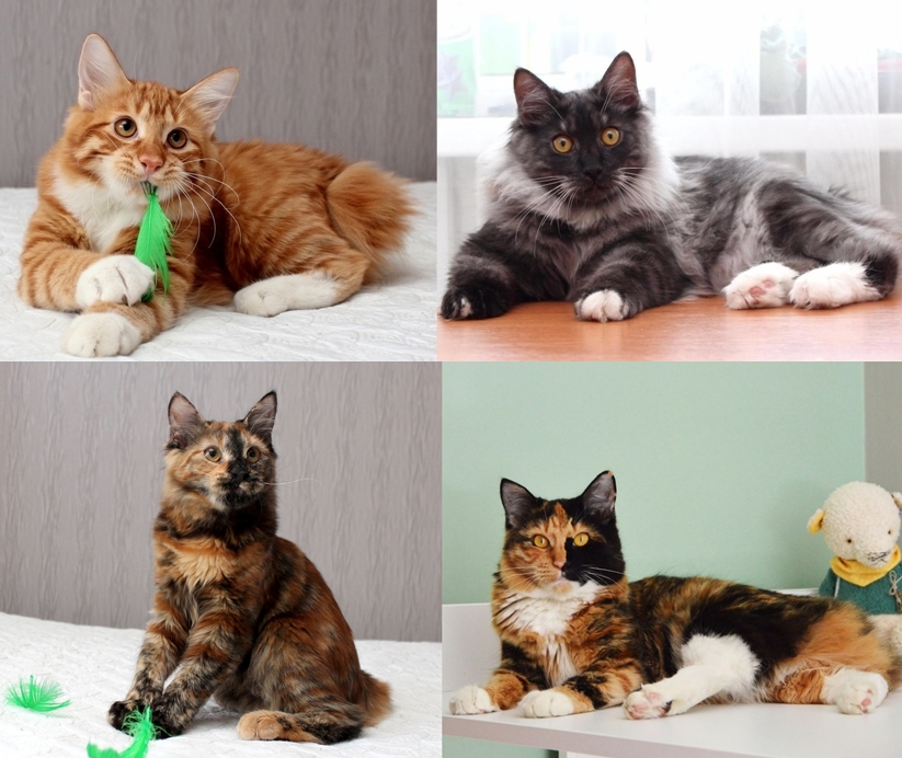 ���������� �������. ��������