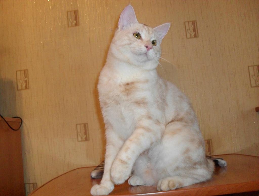 ���������� �������. ��������