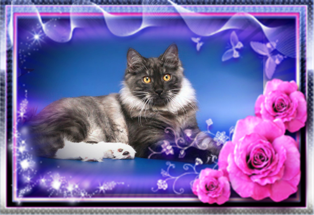 ���������� �������. ��������