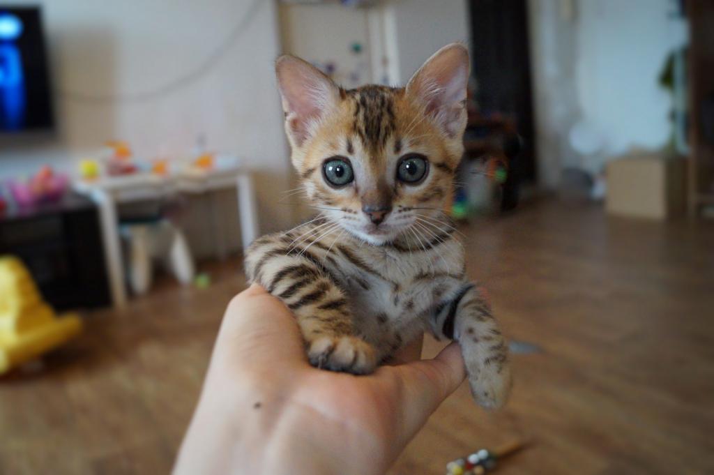 ����������� �����. ��������