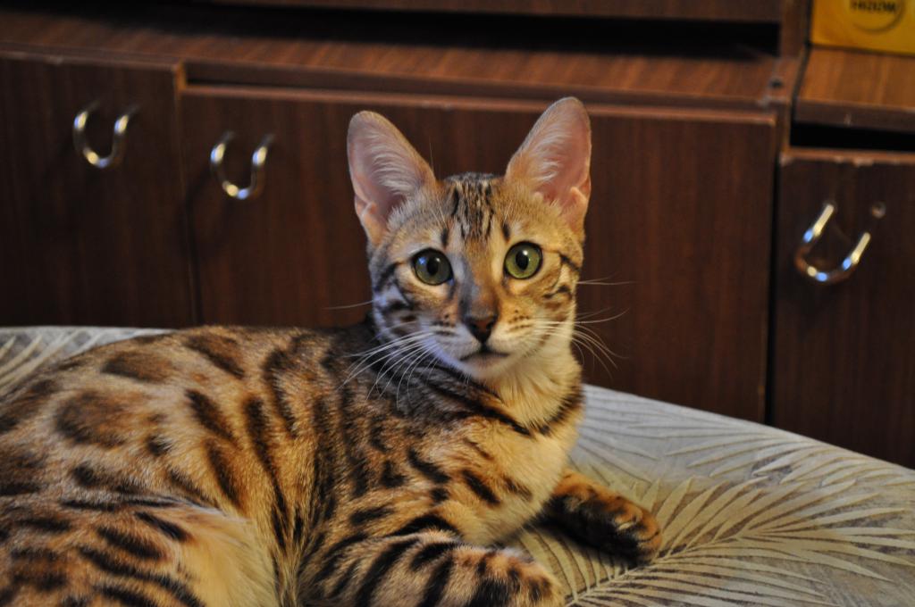 ����������� �����. ��������