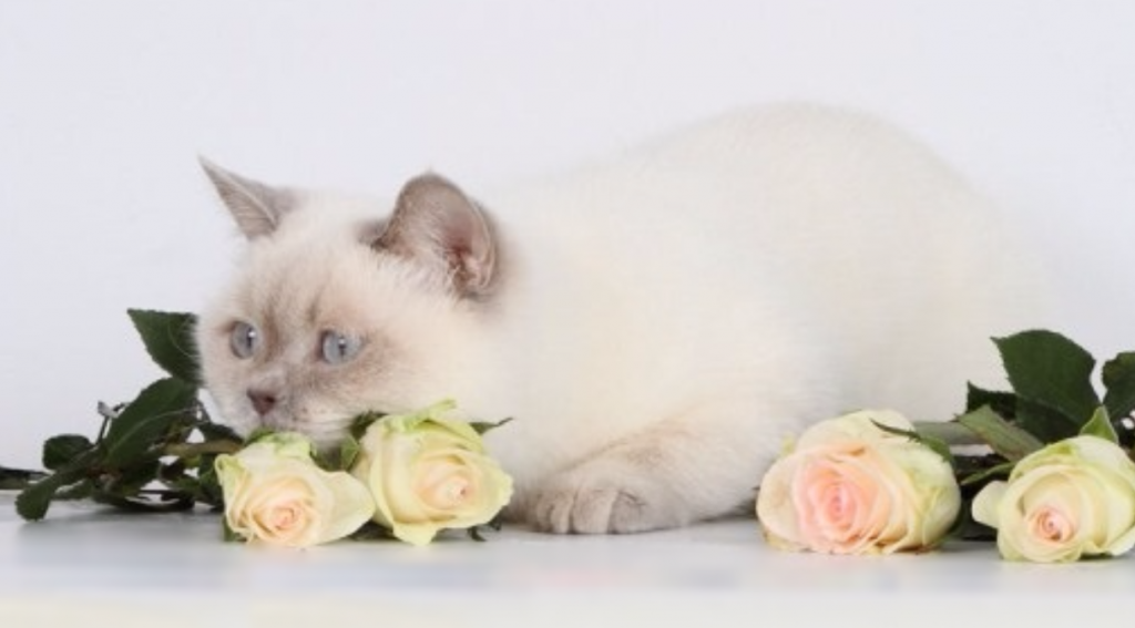 ����������� ��������������� ��������� (�������-������)