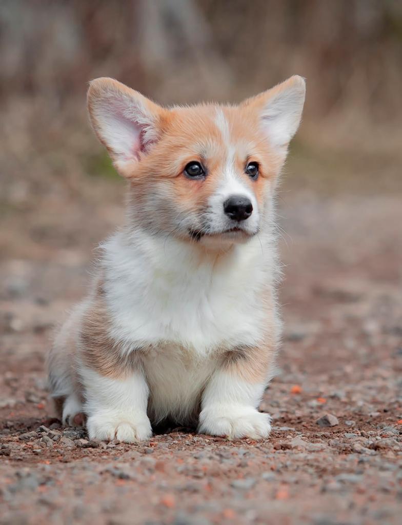 ����� ����� ��������. ��������