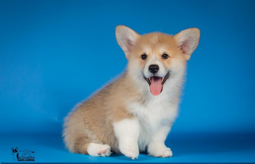 ����� ����� ��������. ��������