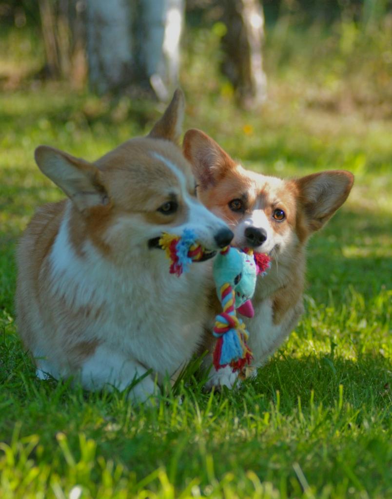 ����� ����� ��������. ��������