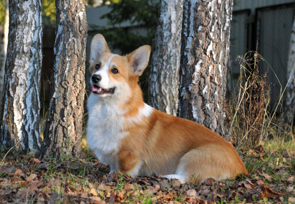 ����� ����� ��������. ��������