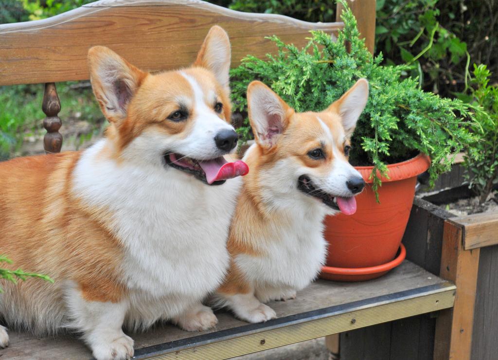 ����� ����� ��������. ��������