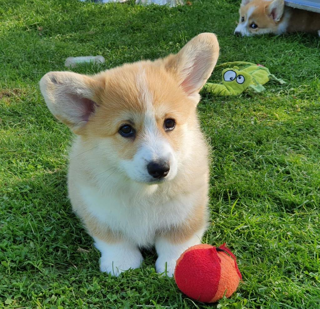 ����� ����� ��������. ��������