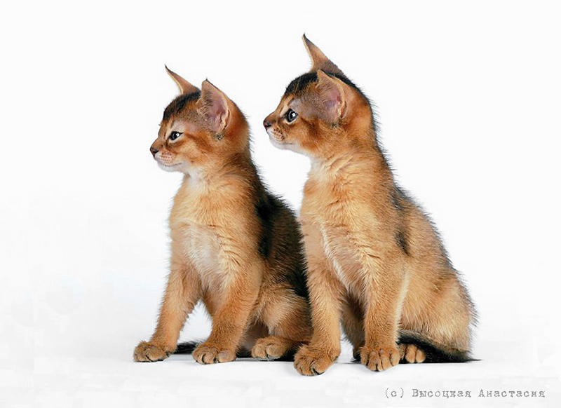 ����������� ����� �� ��������� ����� �������