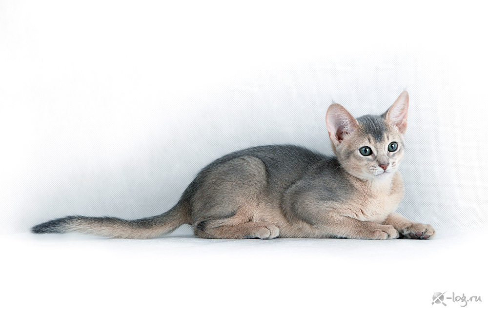 ����������� ����� �� ��������� ����� �������