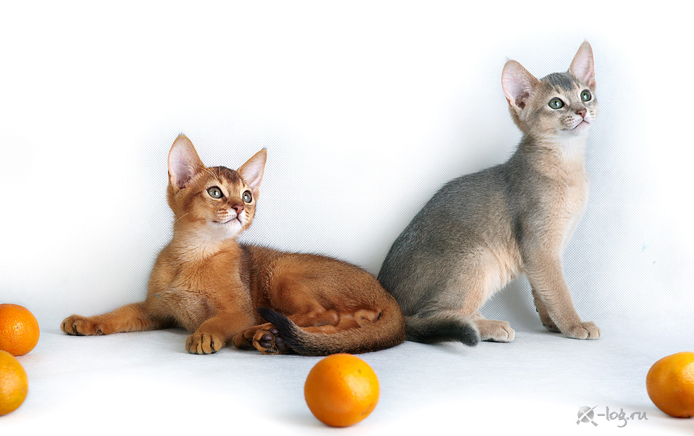 ����������� ����� �� ��������� ����� �������