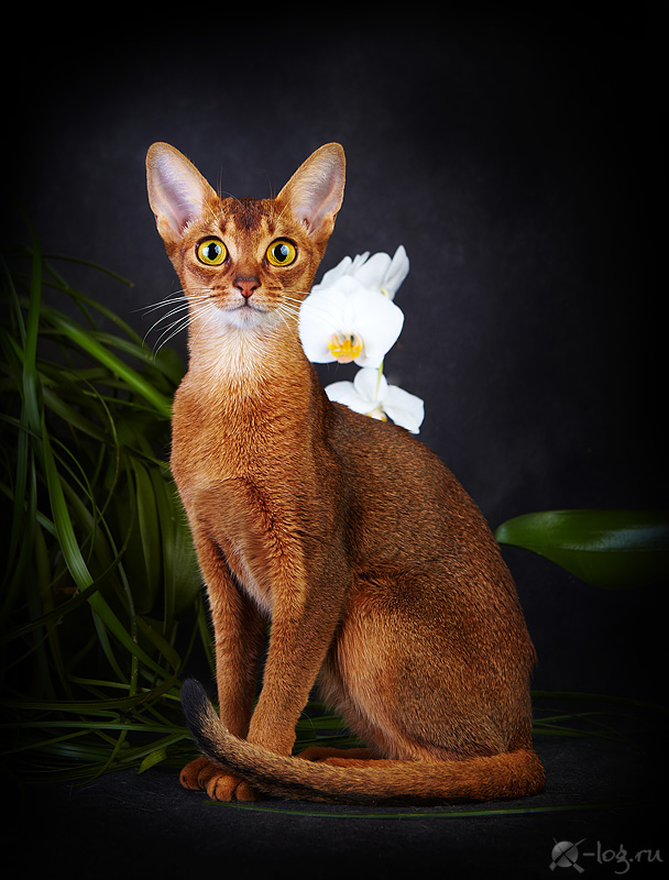 ����������� ����� �� ��������� ����� �������