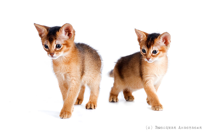 ����������� ����� �� ��������� ����� �������