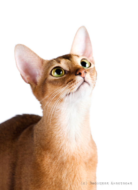 ����������� ����� �� ��������� ����� �������