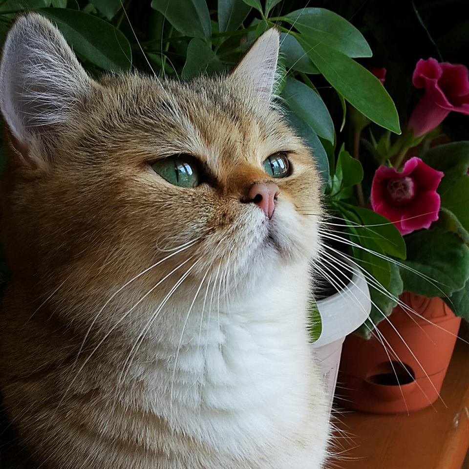 ���������� ���������������