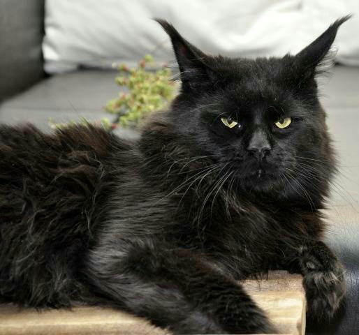 ����-��� �� ��������� ����� Happycoon32