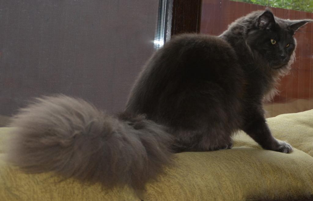 ����-��� �� ��������� ����� Happycoon32