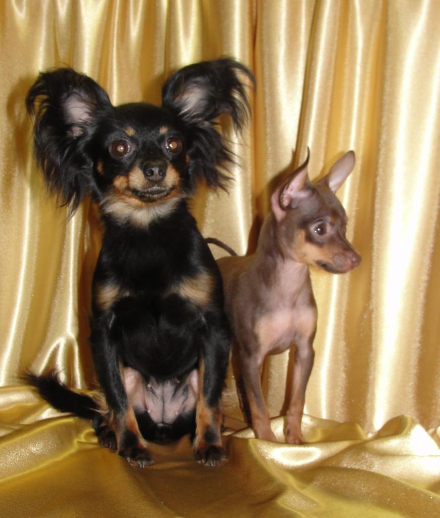 ������� ���-������ �� ��������� ����� �� ������� ���������