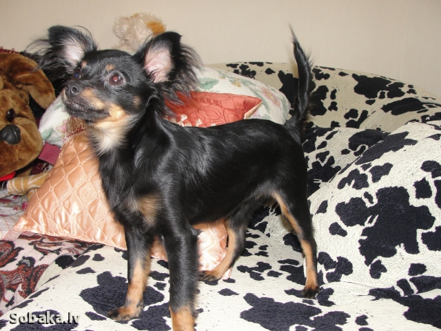 ������� ���-������ �� ��������� ����� �� ������� ���������