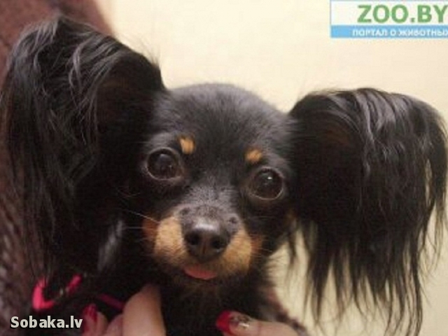 ������� ���-������ �� ��������� ����� �� ������� ���������