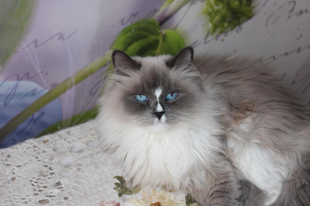 ������� ����������� �� ��������� ����� Psholka