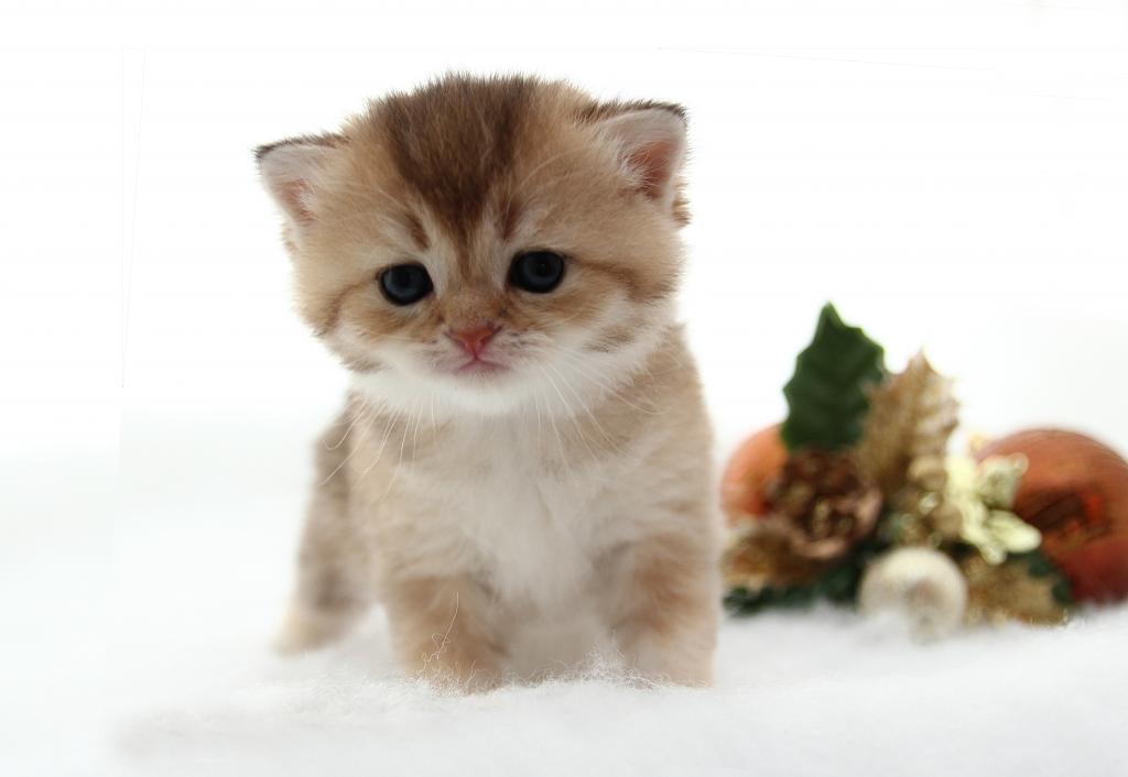 ���������� ��������������� �� ��������� ����� Princely Gift