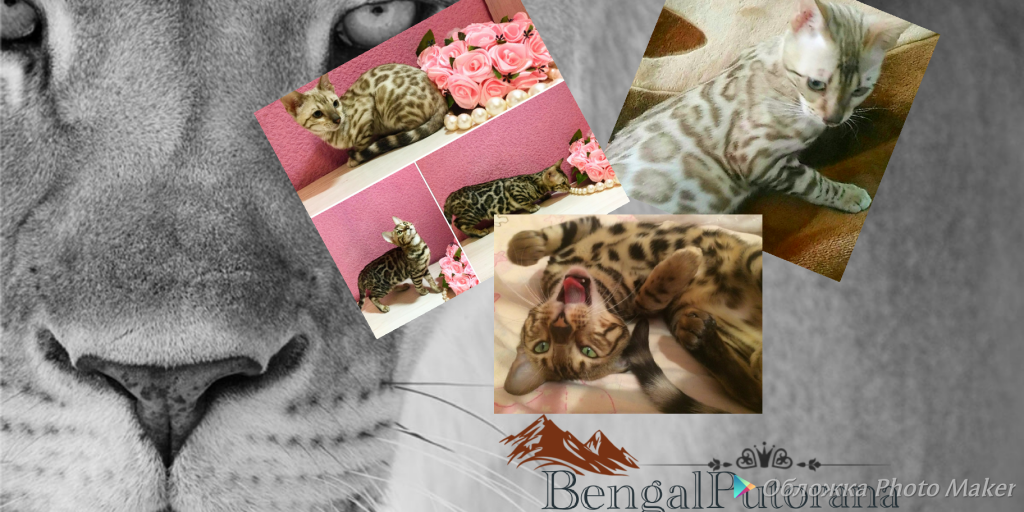 ����������� �����