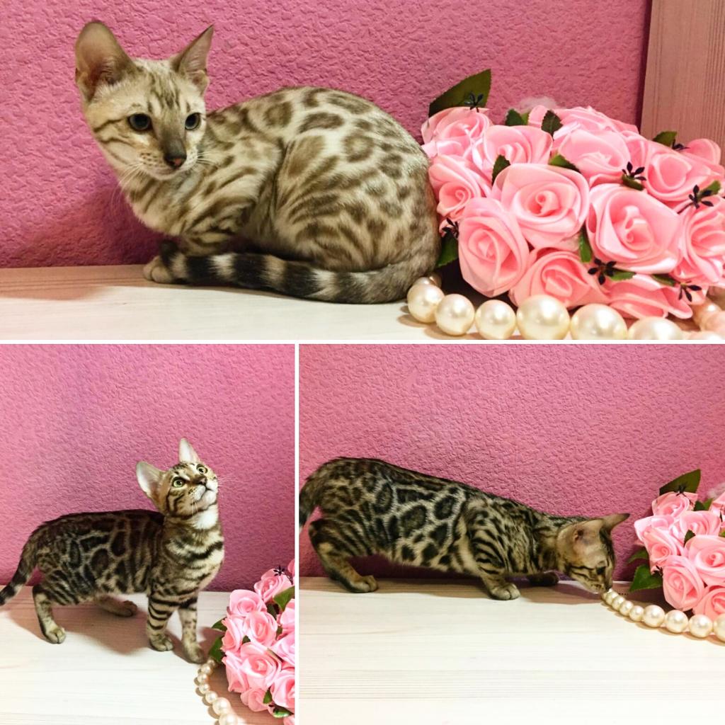 ����������� �����. ��������