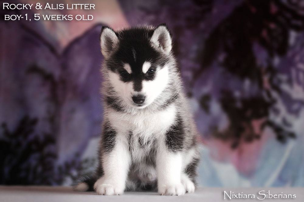 ��������� ����� �� ��������� ����� Nixtiara