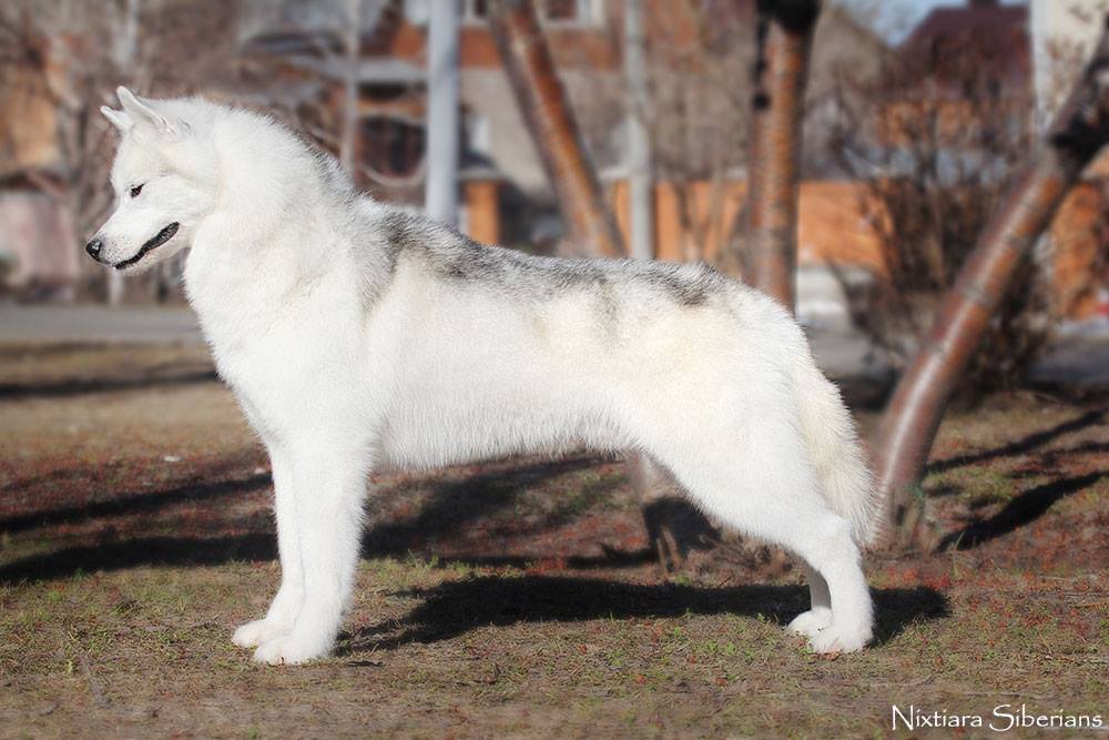 ��������� ����� �� ��������� ����� Nixtiara