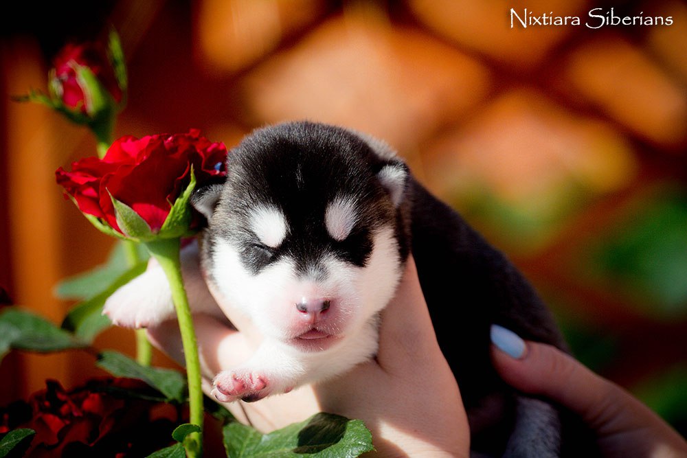 ��������� ����� �� ��������� ����� Nixtiara