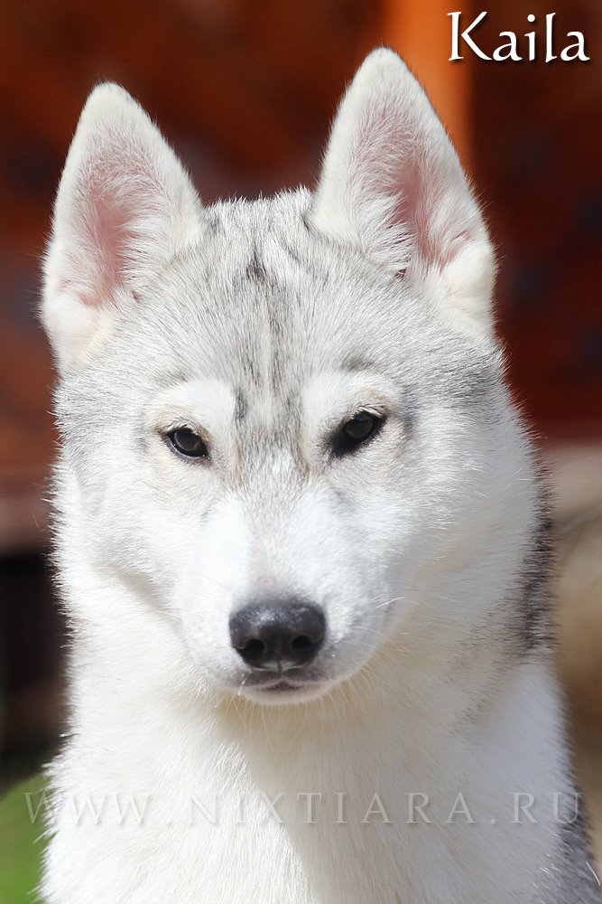 ��������� ����� �� ��������� ����� Nixtiara