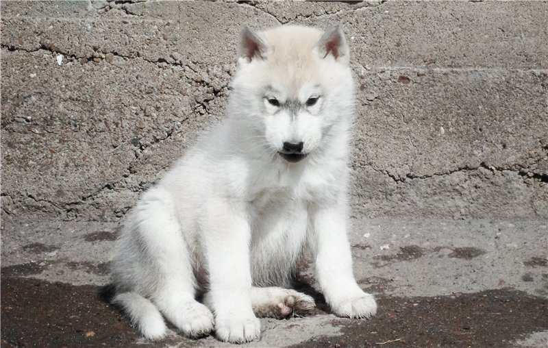 ��������� ����� �� ��������� ����� Nixtiara