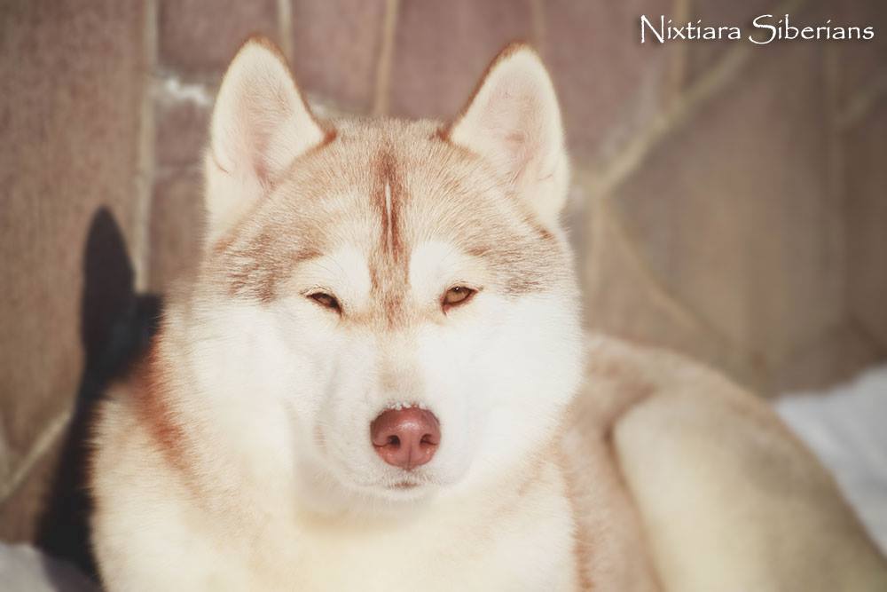 ��������� ����� �� ��������� ����� Nixtiara