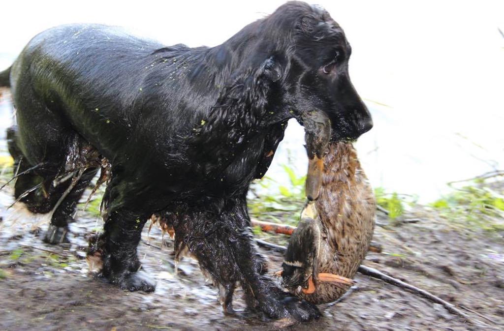 ���������� ����� ��������