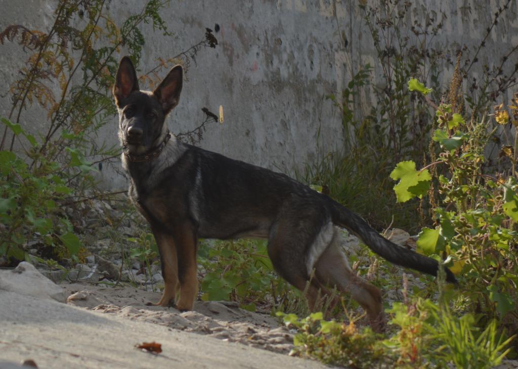 �������� �������. ��������