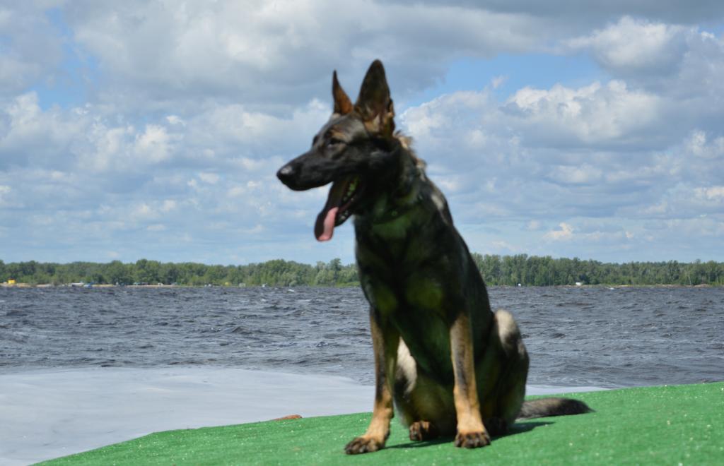 �������� �������. ��������