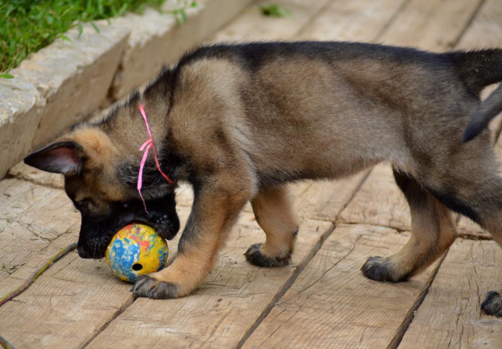 �������� �������. ��������