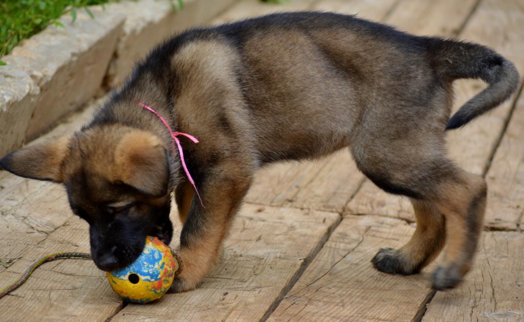 �������� �������. ��������