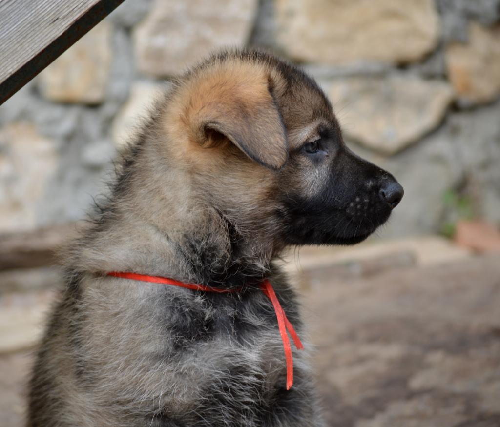 �������� �������. ��������