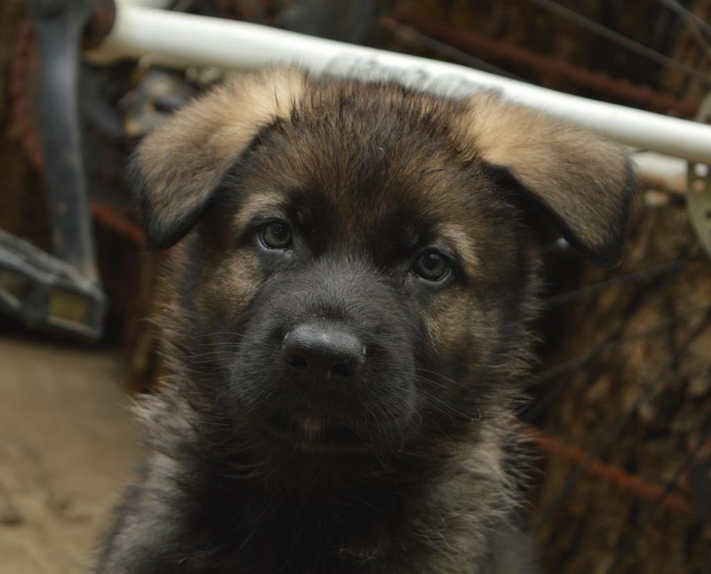 �������� �������. ��������