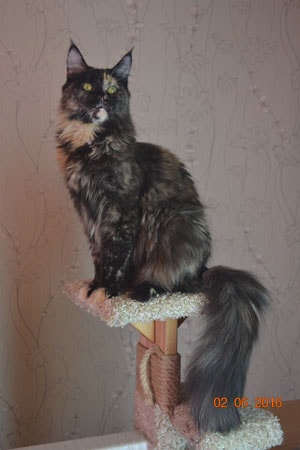 ����-��� �� ��������� ����� ����� ������