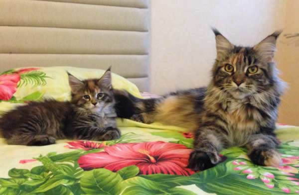 ����-��� �� ��������� ����� ����� ������