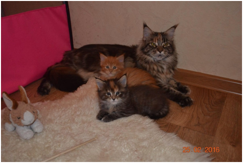 ����-��� �� ��������� ����� ����� ������